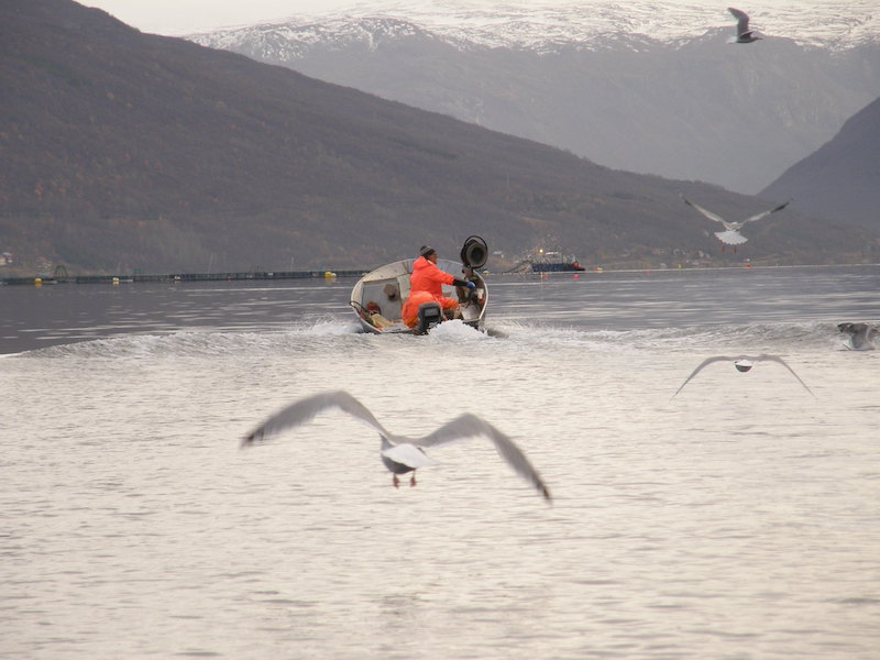 Fisker i båt og måser. Foto: Nils Ole Dalvik