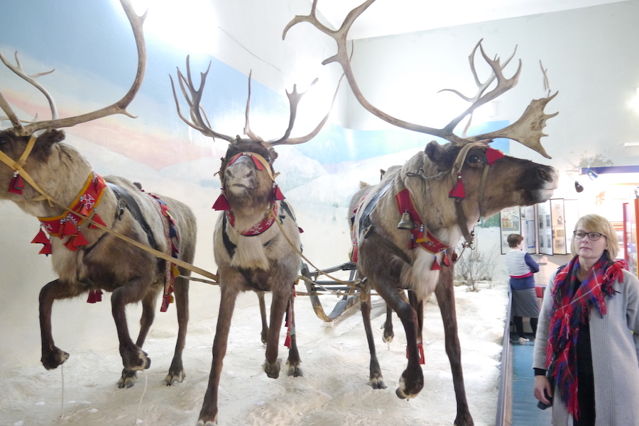 Jorunn foran diorama med reinsdyr, Lujavre museum. Foto: Kjellaug Isaksen